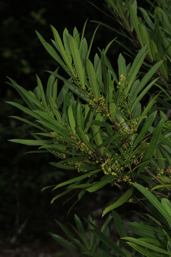 Hedycarya rivularis observed 2017-11-11