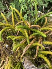 Phlegmariurus gnidioides