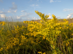 Solidago odora