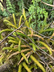 Phlegmariurus gnidioides