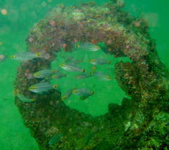 Cheilodipterus persicus