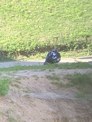 Cairina moschata domestica