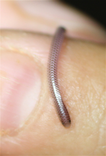 Western Thread Snake