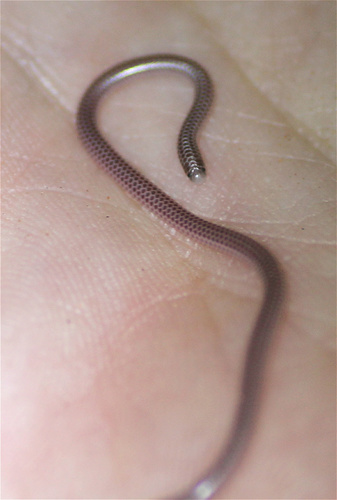Western Thread Snake