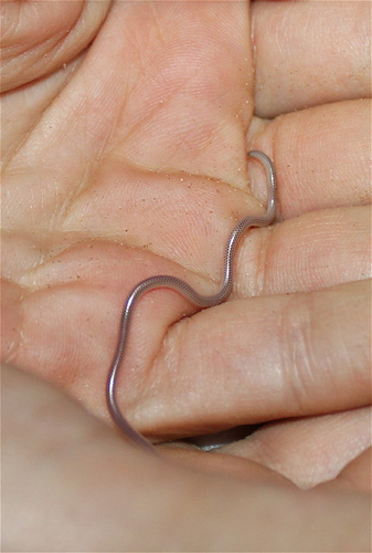 Western Thread Snake