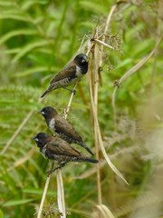 Spermestes cucullata