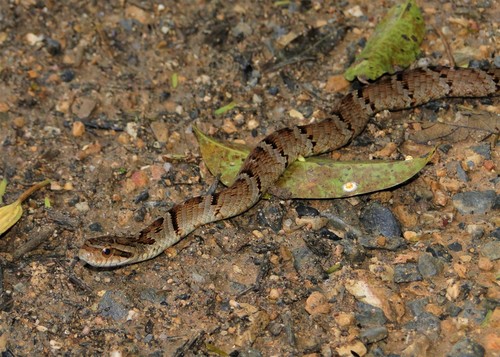 Photo of a Neuwied's False Fer-de-lance (Xenodon neuwiedii)