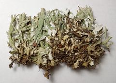 Cladonia turgida