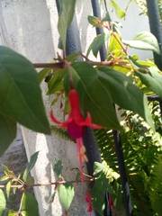 Fuchsia magellanica