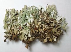 Cladonia turgida