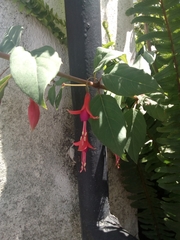 Fuchsia magellanica