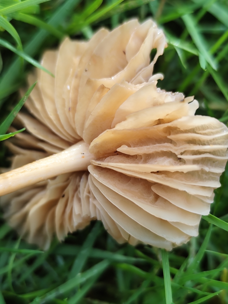 Marasmius oreades · December 2025 · photo: © ovosapiens (iNaturalist, cc-by)