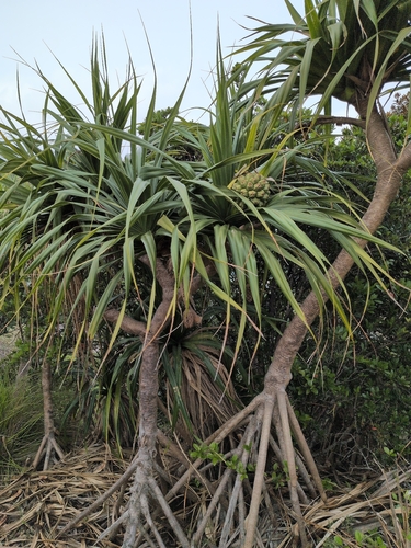 Pandanus boninensis observed 2025-12-23