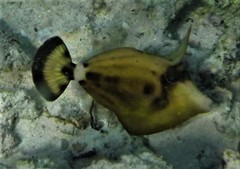 Cantherhines fronticinctus