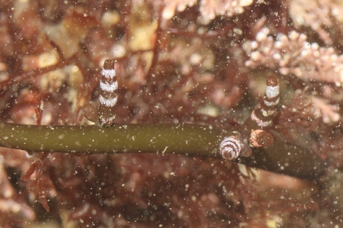 Champia parvula observed 2025-12-20