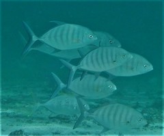 Ferdauia ferdau