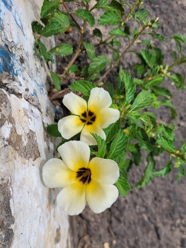 Cuban Buttercup