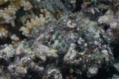 Crossosalarias macrospilus