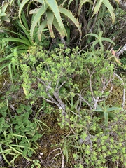 Crassula sarcocaulis