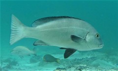 Plectorhinchus caeruleonothus