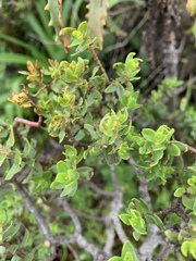 Crassula sarcocaulis