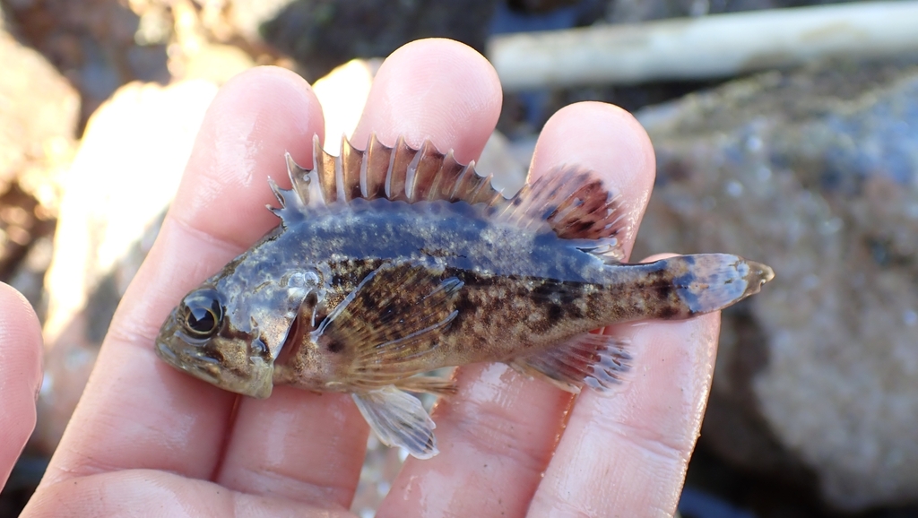 Korean rockfish (Sebastes schlegelii) — Sebastidae