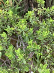 Crassula sarcocaulis