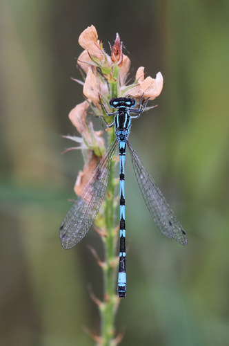 Ornate Bluet