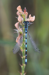 Coenagrion ornatum