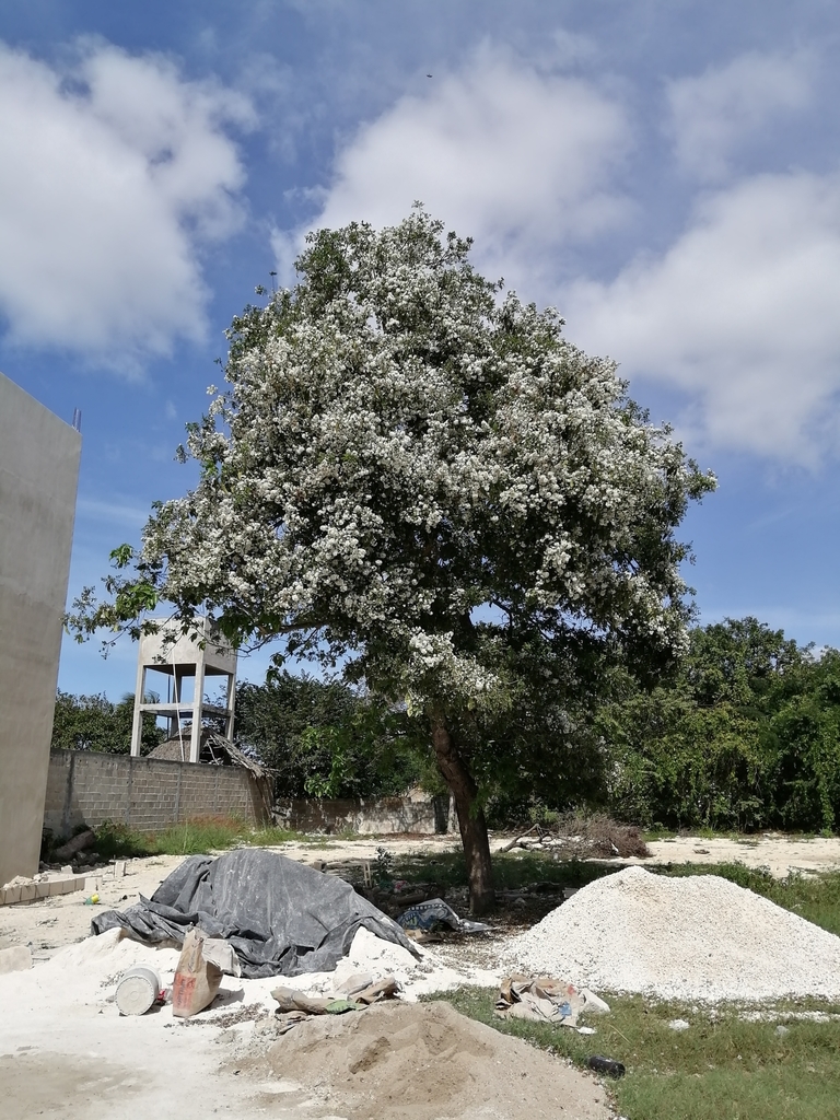 Spanish Elm from Pedregal, Champotón, Camp., México on January 18, 2020 ...