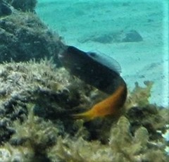 Ecsenius bicolor