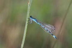 Coenagrion ornatum