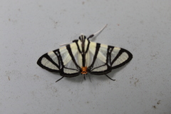 Conchylodes nolckenialis