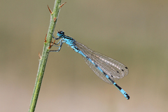 Coenagrion ornatum