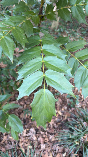 Mahonia bealei