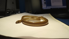 Lycodon anamallensis