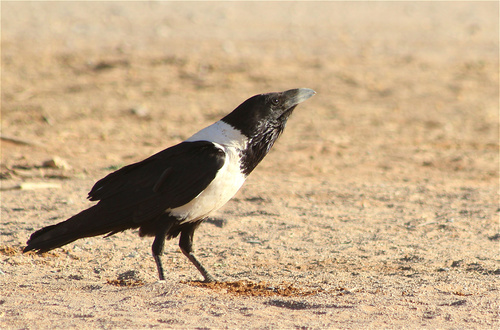 Pied Crow (Corvus albus), photo 10