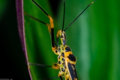 Zelus armillatus