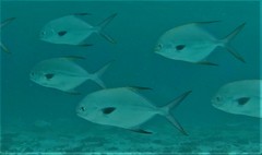 Trachinotus blochii