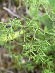 Asparagus ramosissimus
