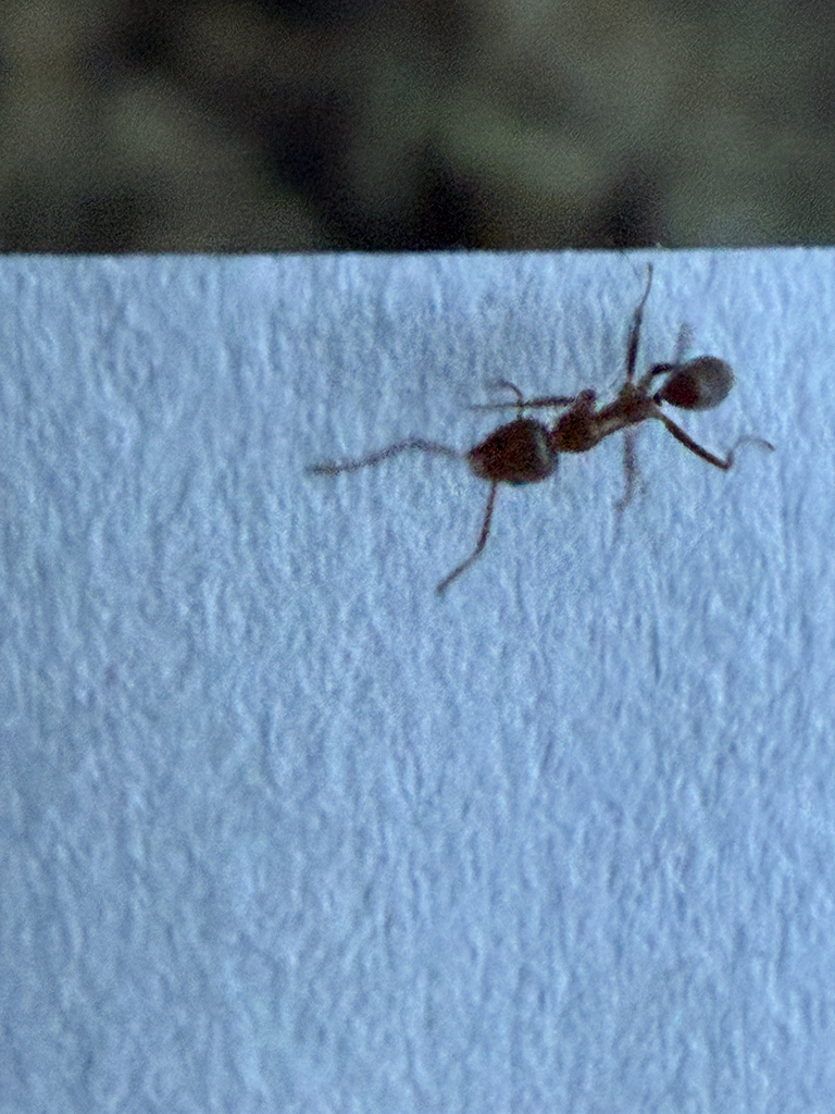 Argentine Ant in December 2025 by awe_inspired_bio. An attempt to bait ...