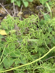 Asparagus ramosissimus