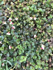 Torenia polygonoides