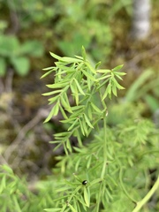 Asparagus ramosissimus