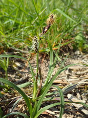 Carex flacca
