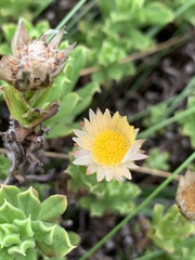 Helichrysum mariepscopicum