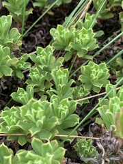 Helichrysum mariepscopicum