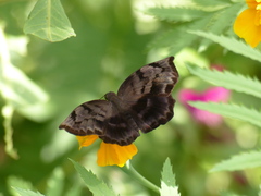 Achlyodes busirus heros