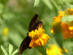 Achlyodes busirus heros