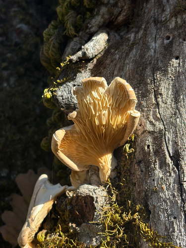 iNaturalist observation photo of Oyster Mushrooms